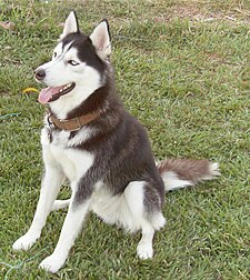 Síberískur husky