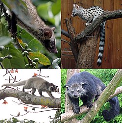 Forskellige desmerdyr: (top left to bottom right), species of luvak, genette, palmeruller og binturong