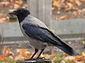 Bonte kraai (Corvus cornix)