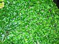 The Liverwort Conocephalum conicum on a rock in the Caaf Water.