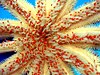 Underside of starfish Luidia magnifica, the "magnificent star"