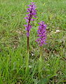 Orchis mascula