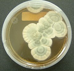 Description de l'image Penicillium notatum.jpg.