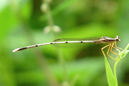 Copera marginipes juvenile male