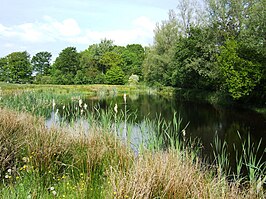 Poel in bloemrijk grasland