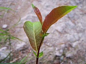 Blad av Salix silesiaca