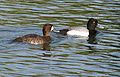 Lesser scaup (Aythya affinis)