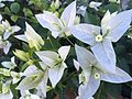 Bougainvillée blanc à Tahiti.