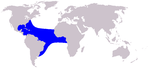 Clymene dolphin range