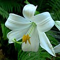 Lilie bělostná (Lilium candidum)