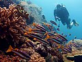 Image 18A diver in Raja Ampat (from Tourism in Indonesia)