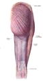 Gluteus maximus is the most superficial muscle of the hips, here visible at top centre with skin removed from the entire right leg. Note its rather thin fascia.