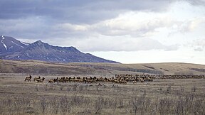 Wapiti-Herde vor den Ausläufern von Mount Crandell im Nationalpark