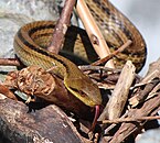 Serpent dans du feuillage.