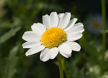 en:Leucanthemum paludosum, by Laitche