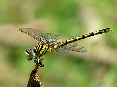 Paragomphus lineatus female