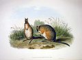 Macropus eugenii ab Ioanne Gould pictus