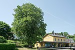 Rosskastanie beim Lokalbahnhof in Steyr