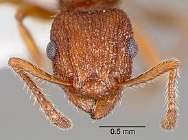 Tetramorium spinosum