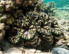 Tridacna squamosa hidup (la Réunion)