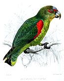 A green parrot with blue-tipped wings, a black face, and white eye-spots