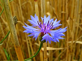 Un bleuet (Centaurea cyanus). (définition réelle 3 264 × 2 448)