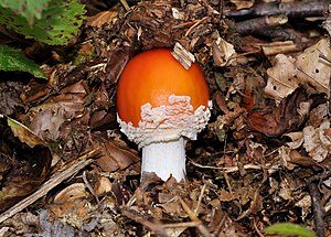 Къызыл чибин тошлакъ (Amanita muscaria), Зауэрланд, Германия