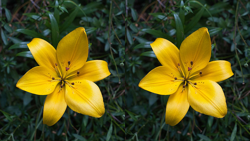 Asiatic hybrid lilium stereogram