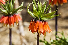 Kaiserkrone Fritillaria imperialis