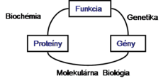 Schematické vzťahy medzi biochémiou, genetikou a molekulárnou biológiou