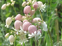 Nurmikohokki (Silene vulgaris)