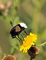 Bombylius varius