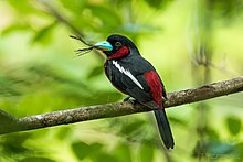 A black-and-red broadbill carrying twigs as nesting material in its beak