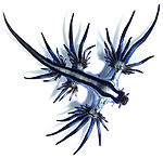 Glaucus atlanticus.