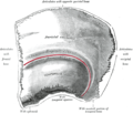 Superficie externa do parietal