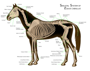 Diagram of a horse skeleton with major parts labeled.