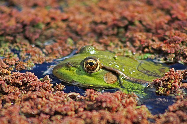 Marsh Frog (Pelophylax ridibundus) (8709881975)