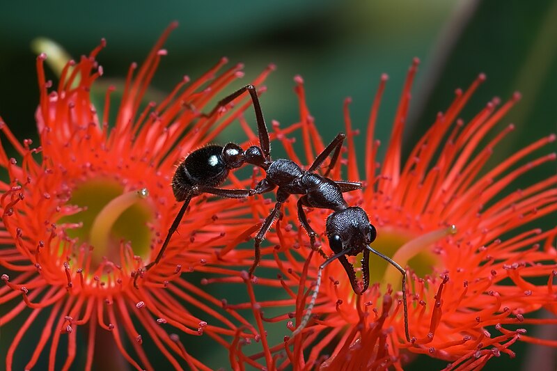 Myrmecia forficata