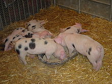 Piglets DSC03981.jpg