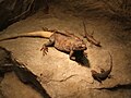 Sauromalus ater (left) and Western fence lizard (right)