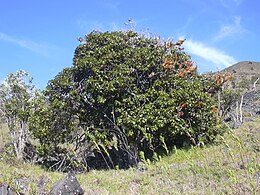 Gelstis (Ochrosia haleakalae)