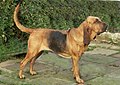 Black and tan saddle type