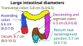 Inner diameters of different sections of the large intestine, with transverse colon (at top) measuring on average 5.8 cm (range 5.0-6.5 cm).[1]