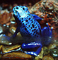 Dendrobates azureus