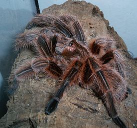 Chilentarantula (Grammostola rosea)