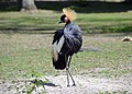 Balearica pavonina in Zoo d'Amiens [fr]