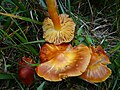 Hygrocybe aurantiosplendens