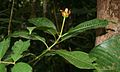 Psychotria elata