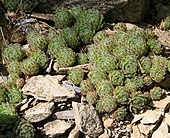 Sempervivum tectorum, the common houseleek