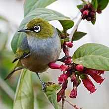 Silvereye.jpg